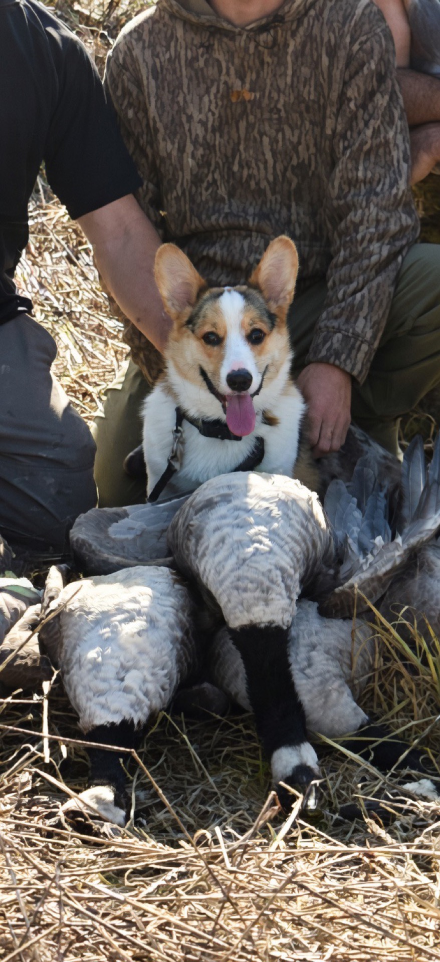 Boone the Corgi