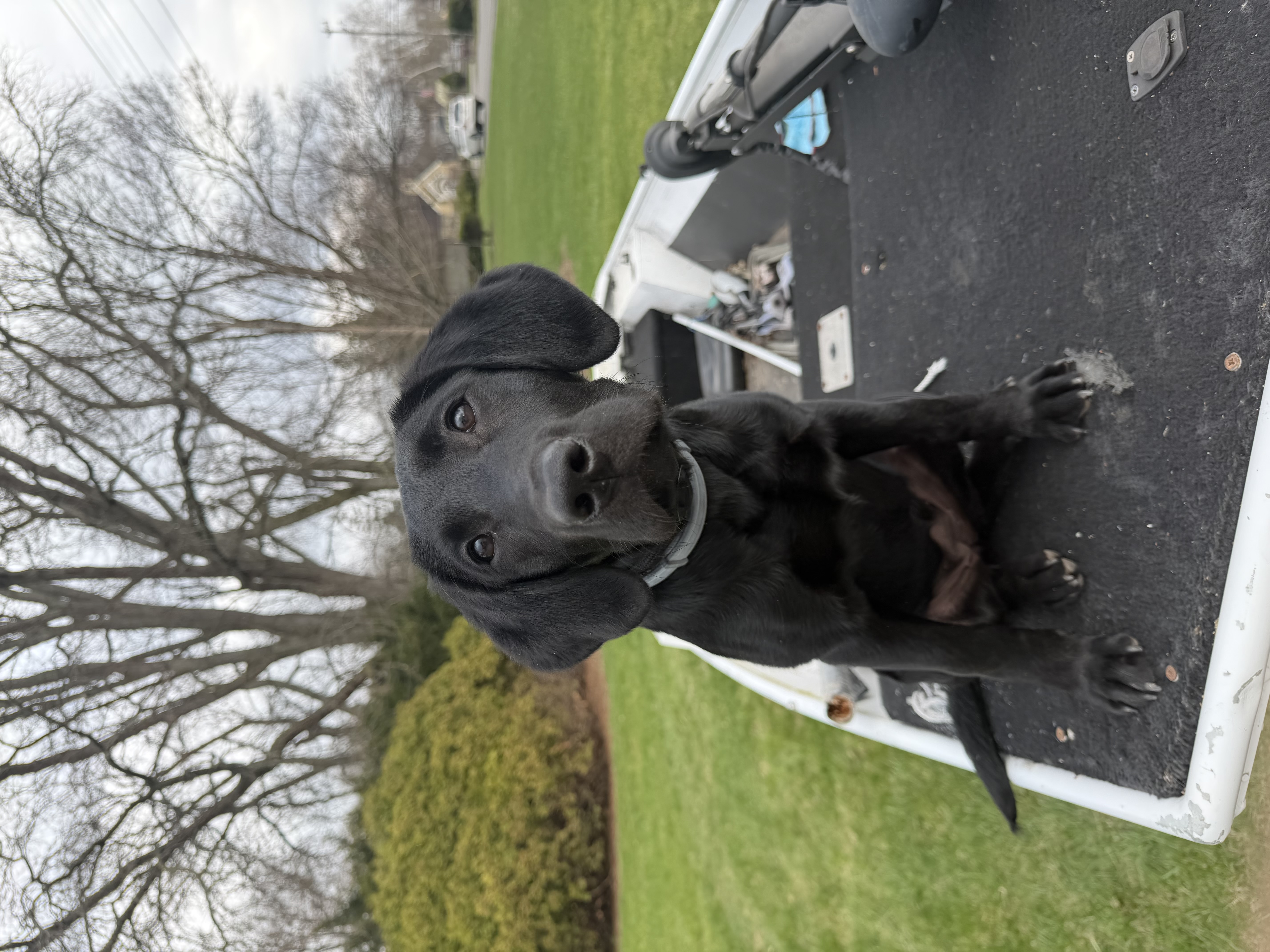 Daisy the Black Lab