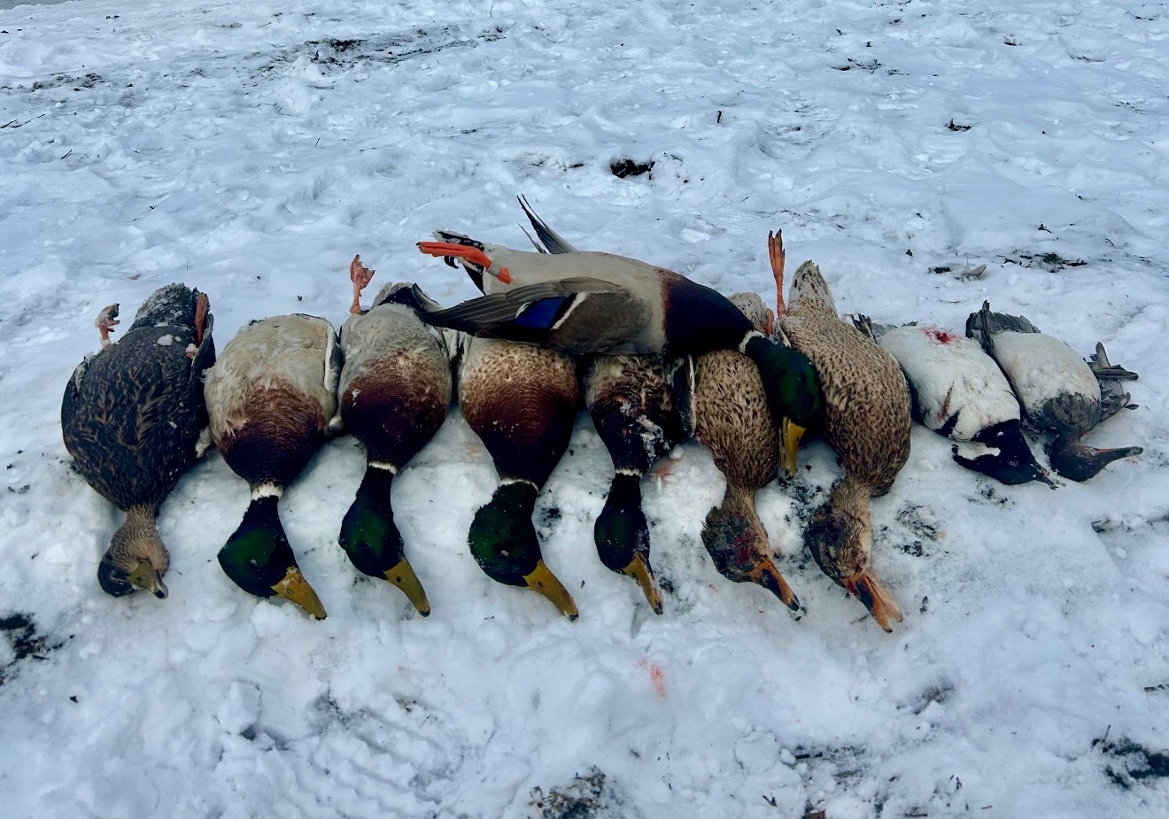 Duck hunting FLX