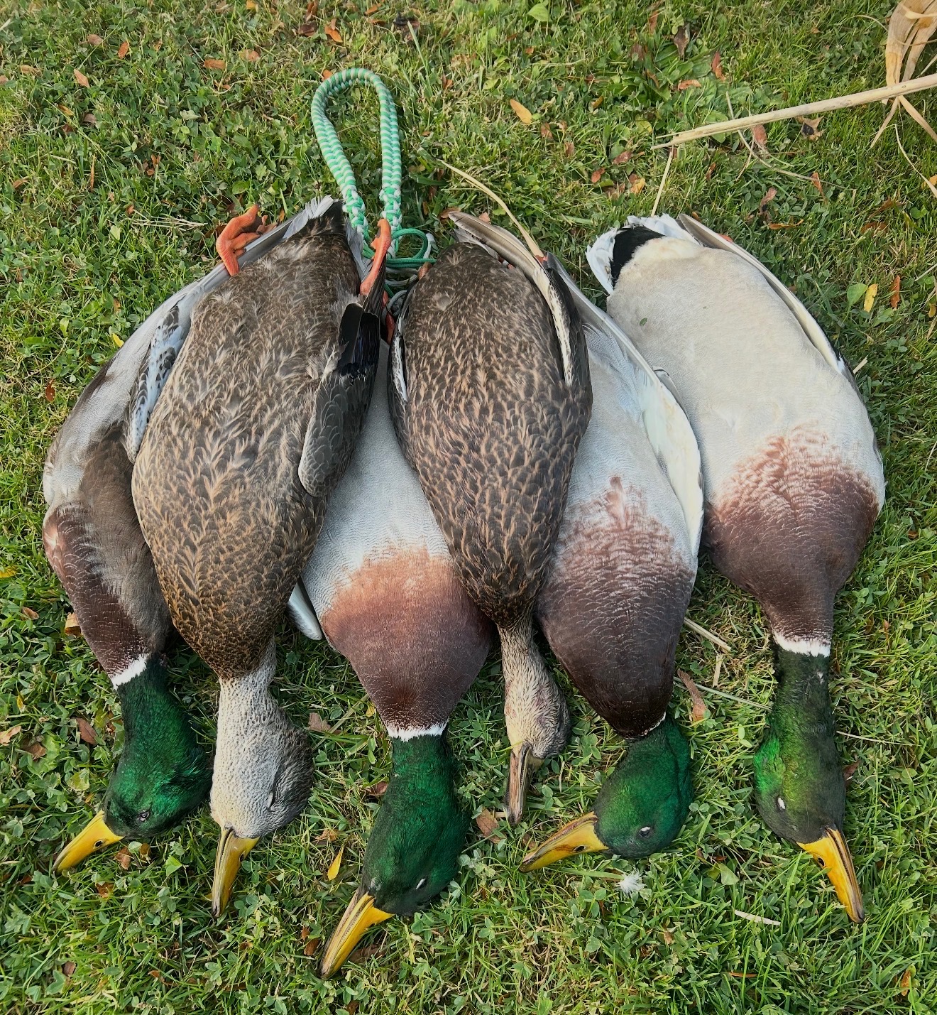 Duck hunting Finger Lakes