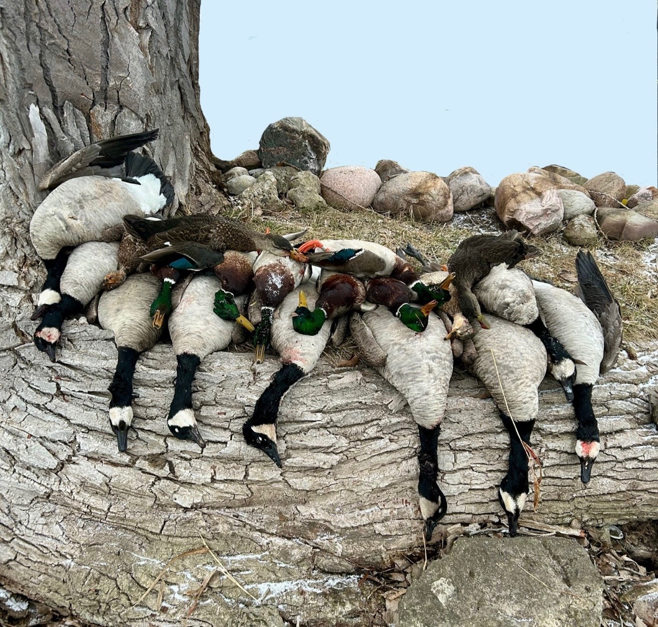 Duck hunt FLX Waterfowl
