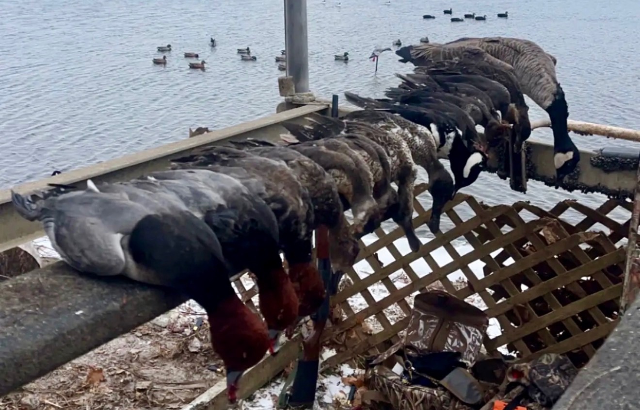 Duck limit FLX
