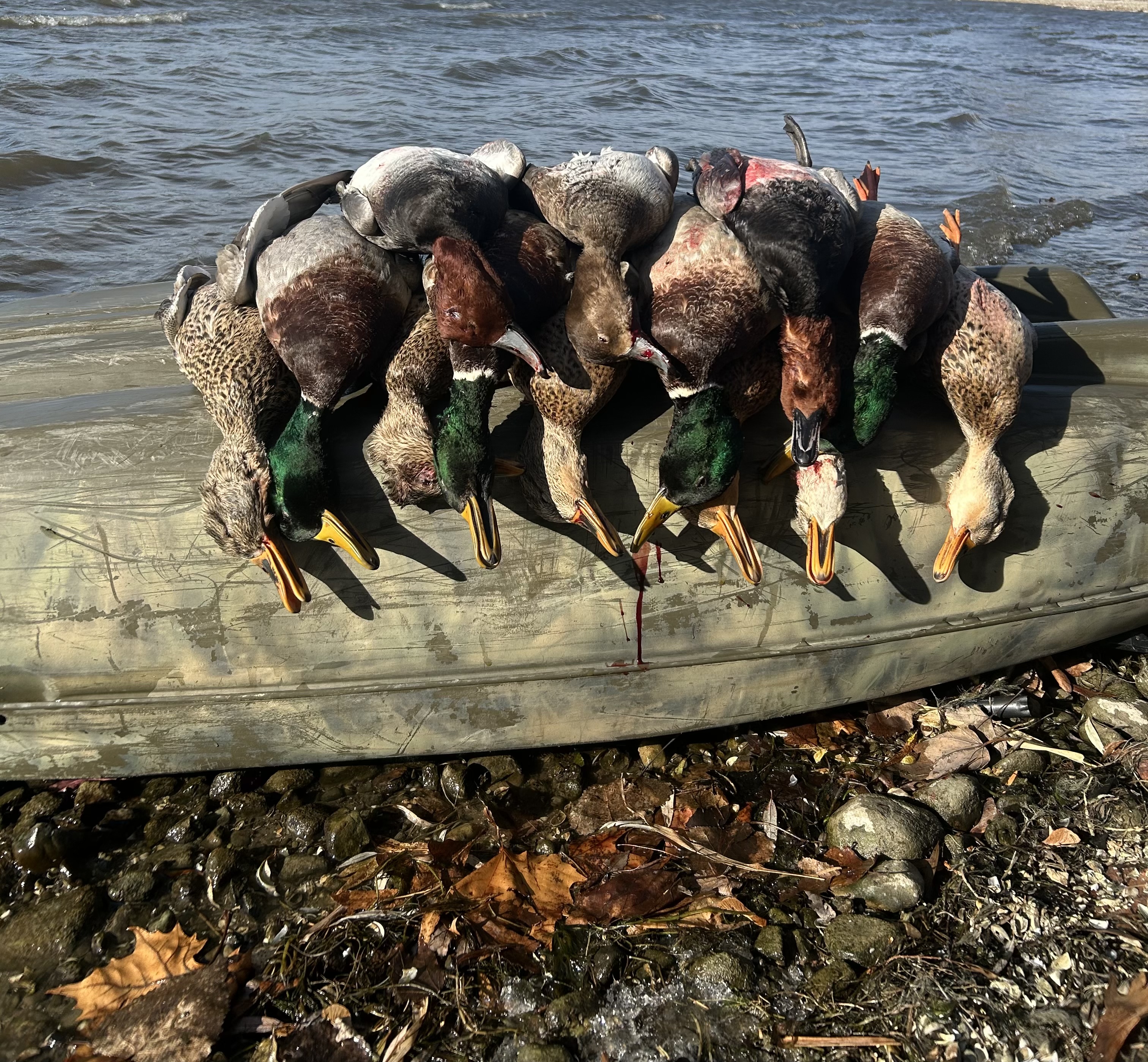 Duck hunt Finger Lakes