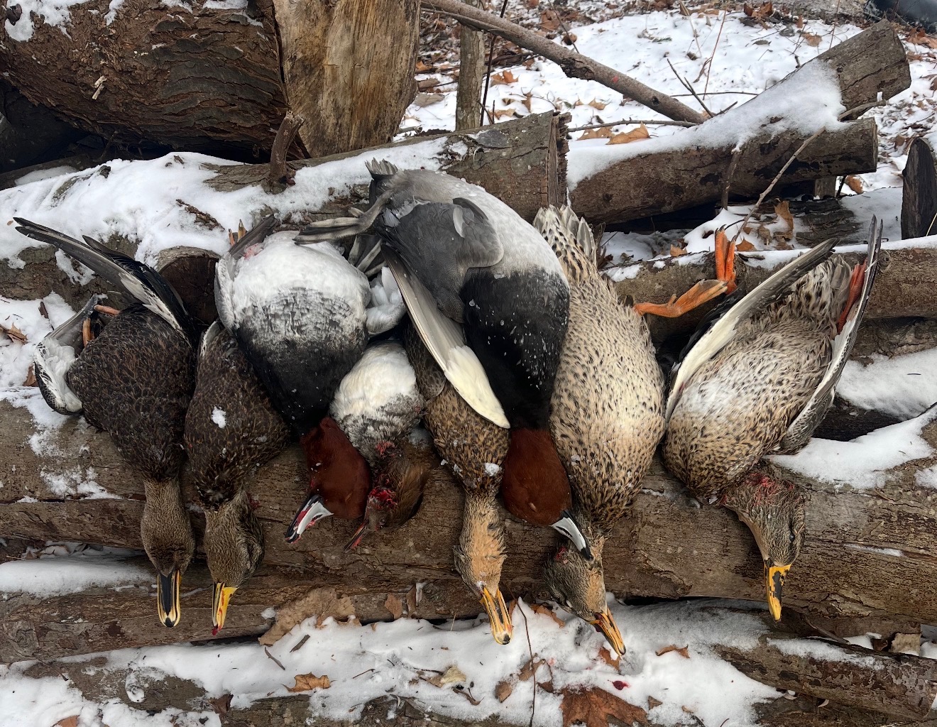 Duck hunting New York