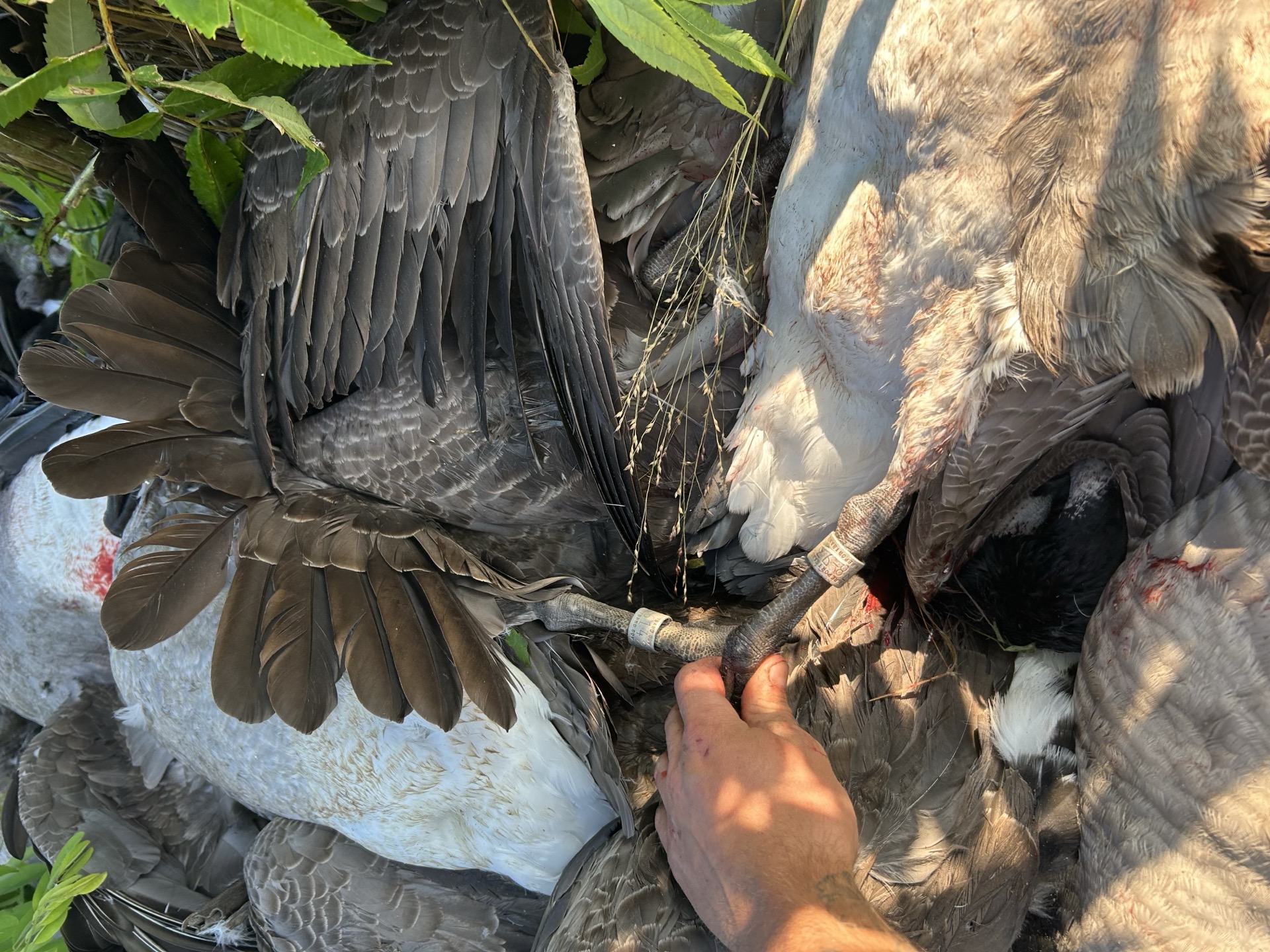 Close-up of banded Canada goose