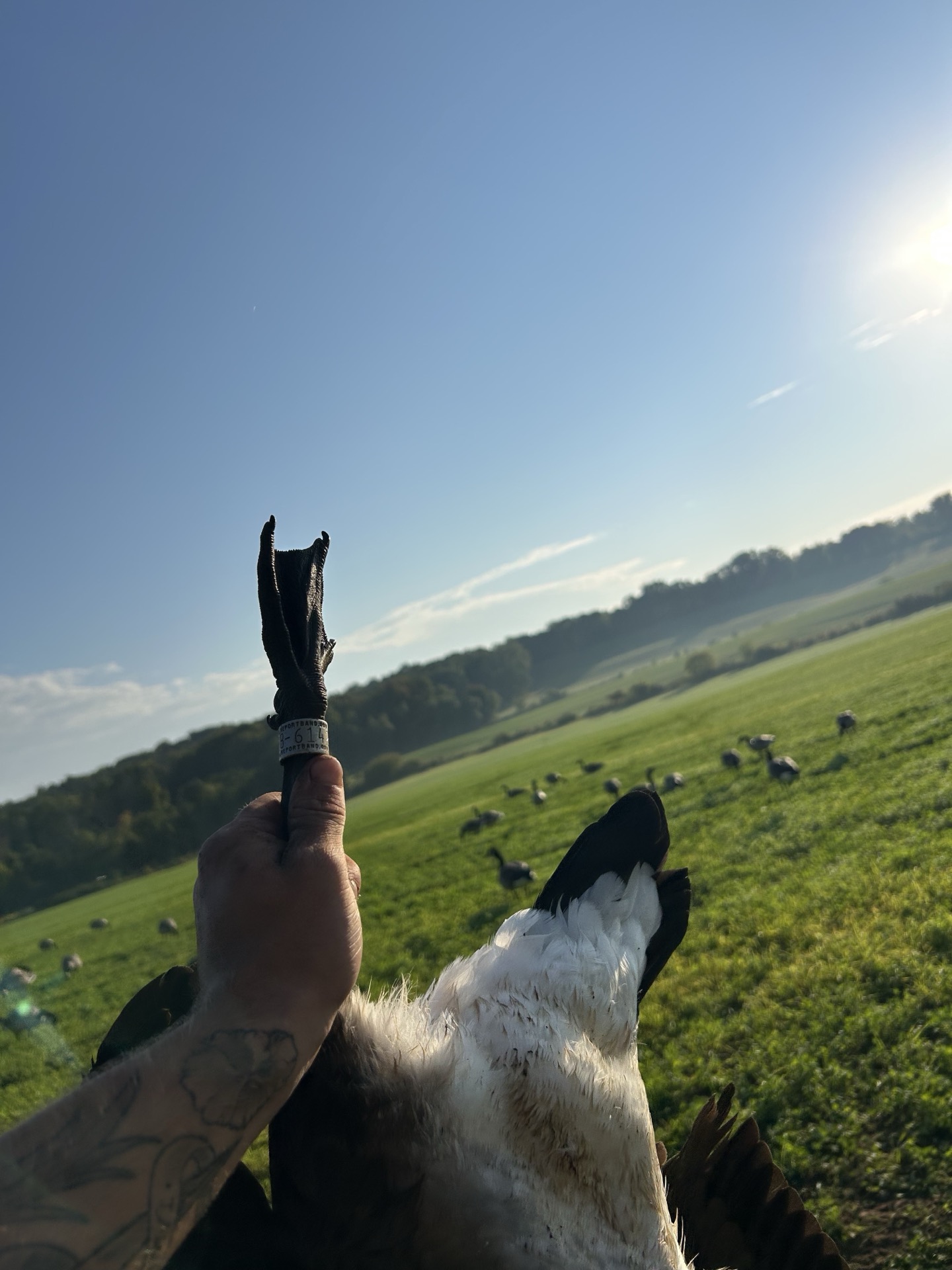 Banded Canada goose held up over decoy field