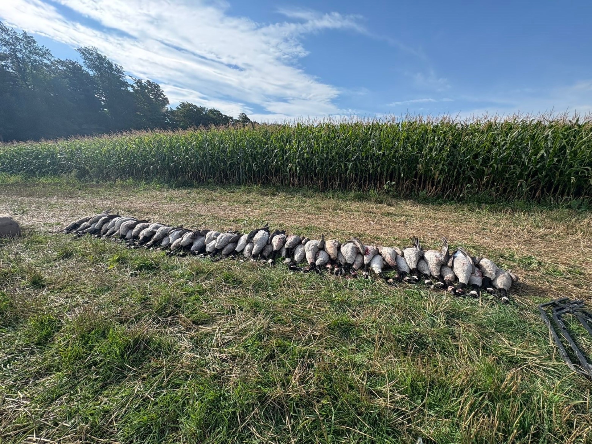 Canada goose limit along a cornfield