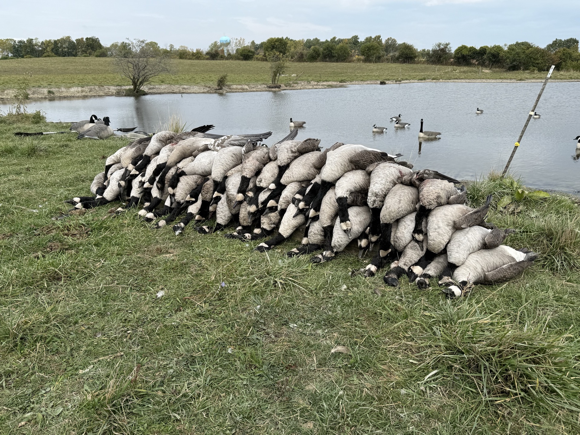 Canada goose limit by pond with decoys