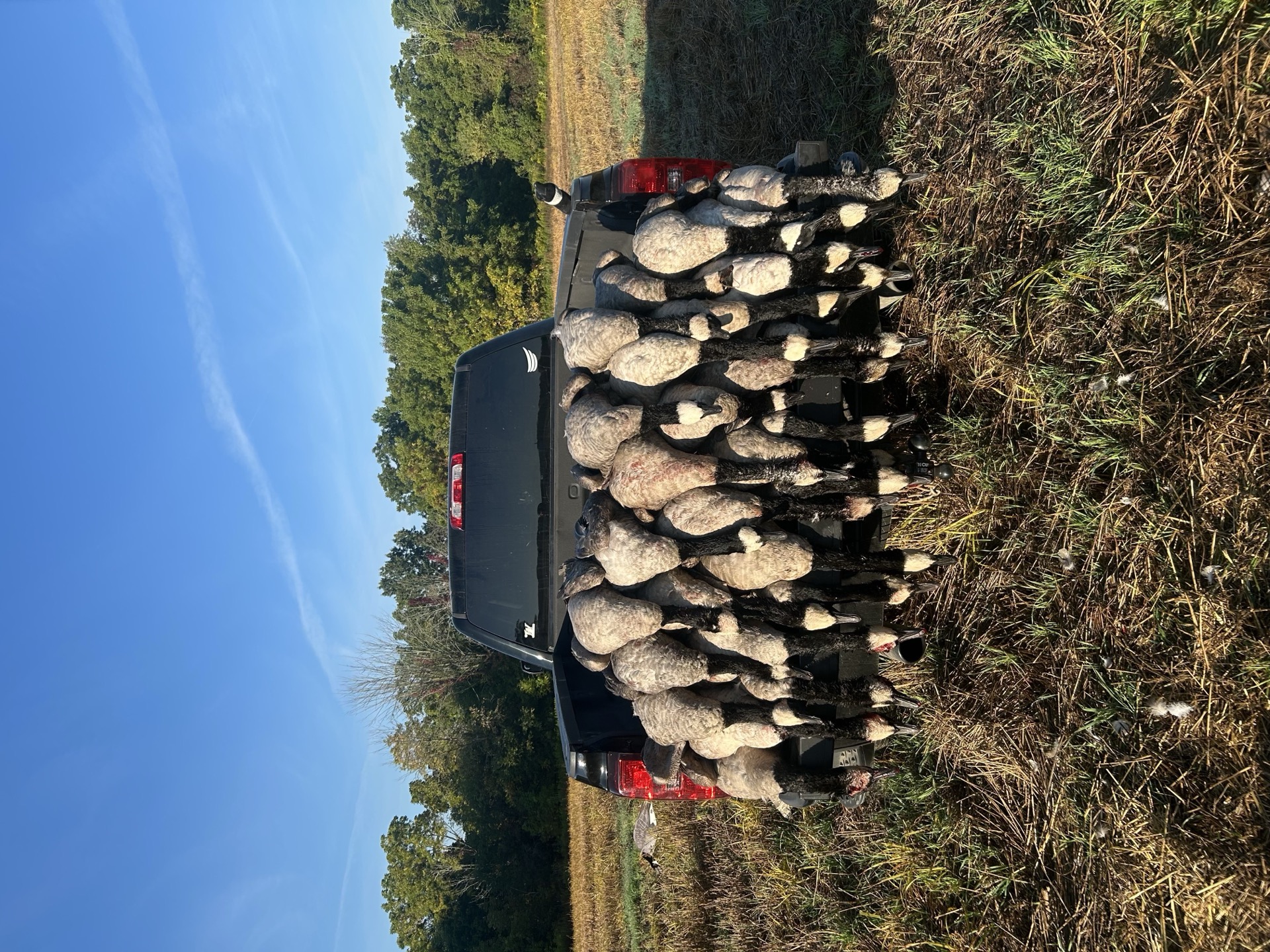 Large Canada goose limit against truck