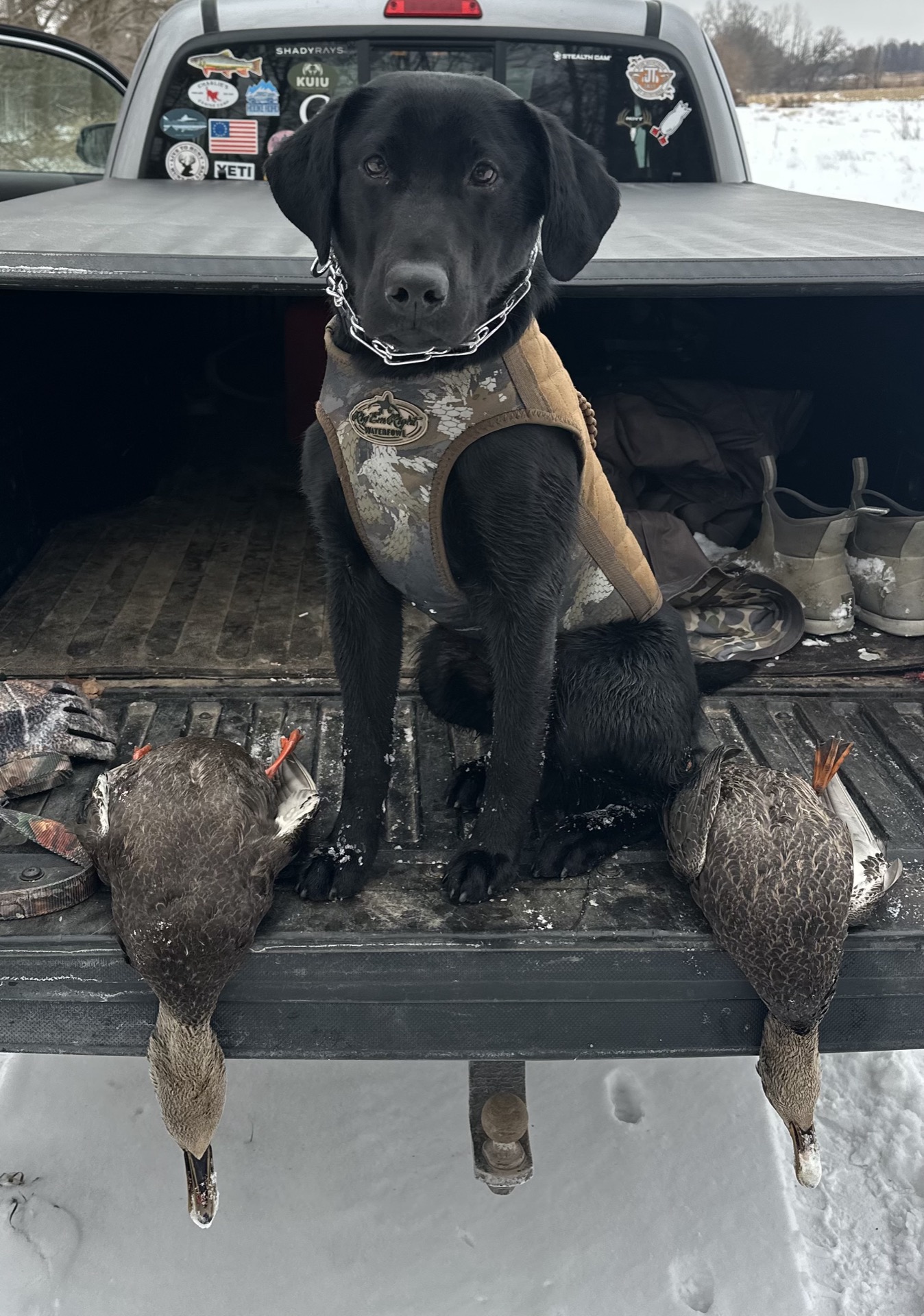 Koda the Black Lab