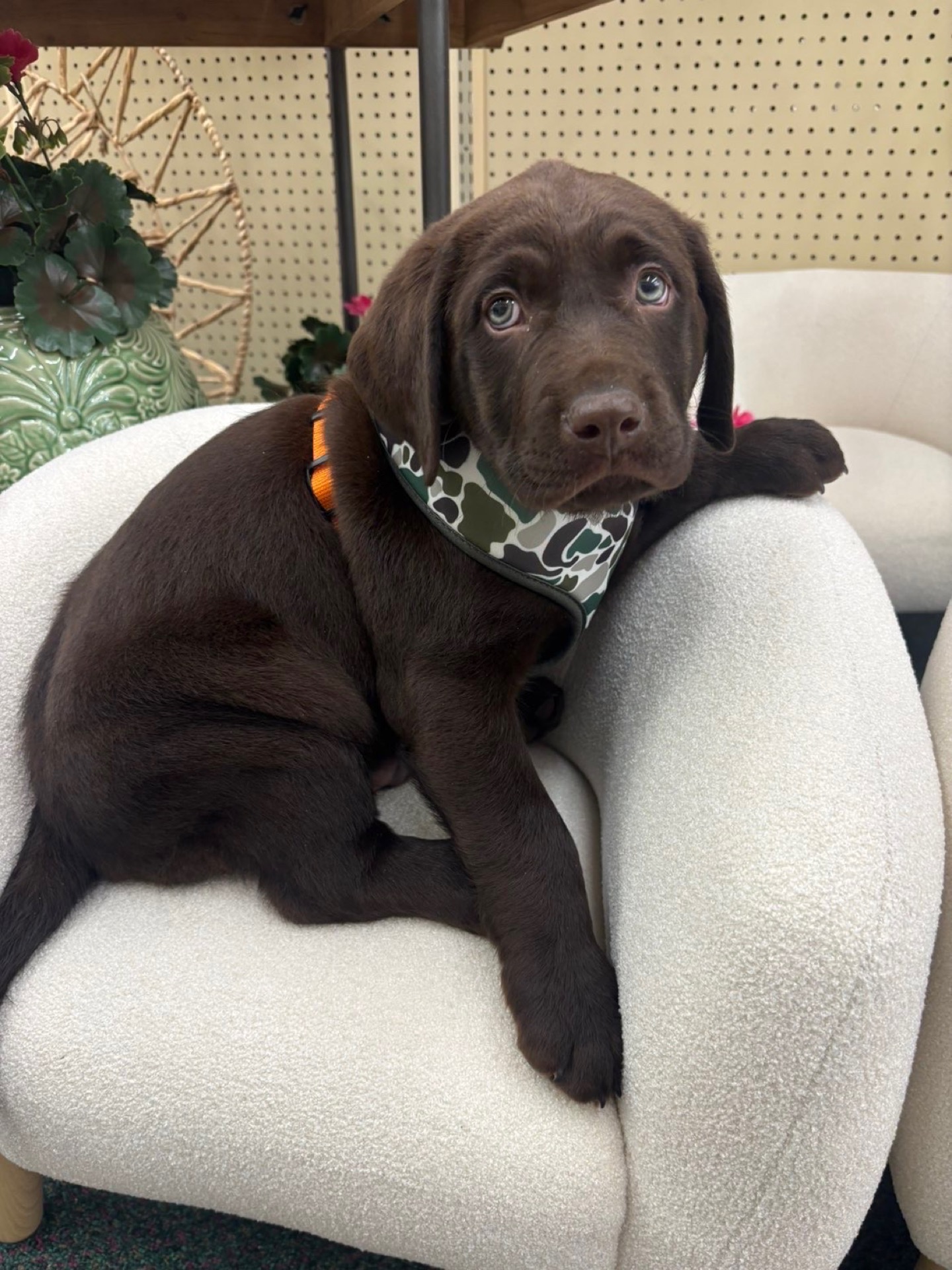 Oakley the Chocolate Lab